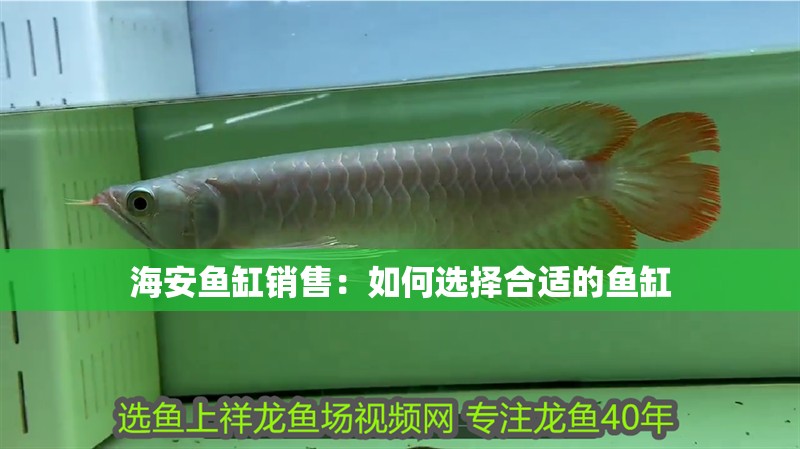 <strong><mark>海安</mark></strong>魚缸銷售：如何選擇合適的魚缸