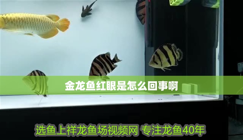 金龍魚(yú)紅眼是怎么回事啊
