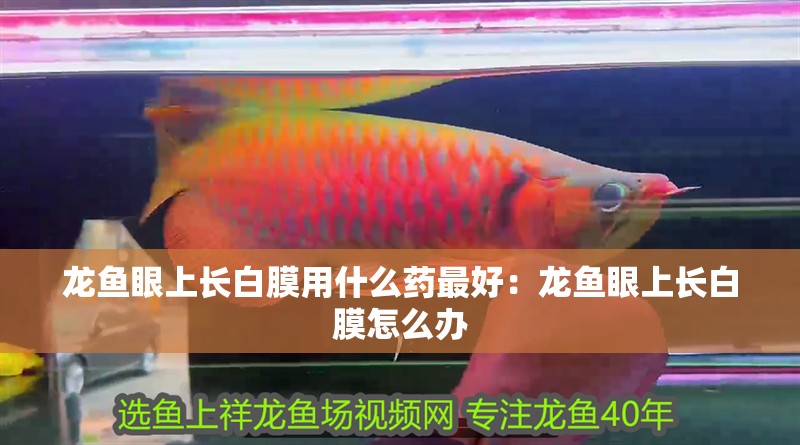 龍魚眼上長白膜用什么藥最好：龍魚眼上長白膜怎么辦