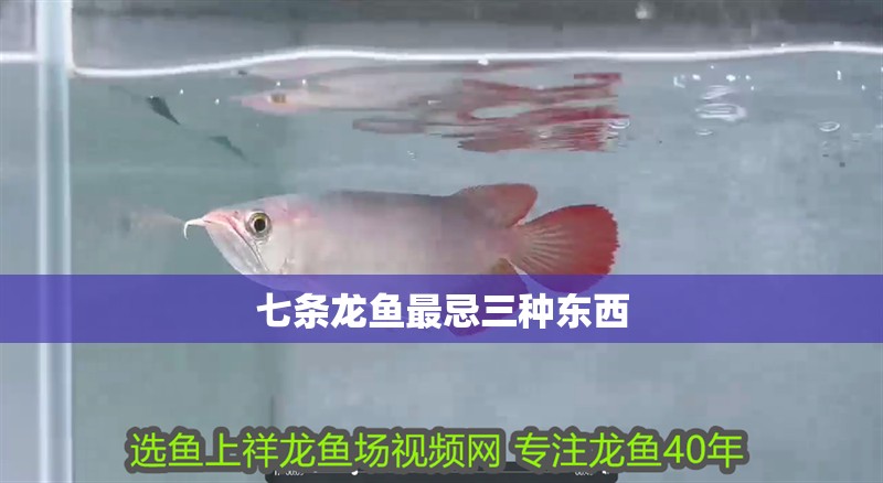 七條龍魚最忌三種東西