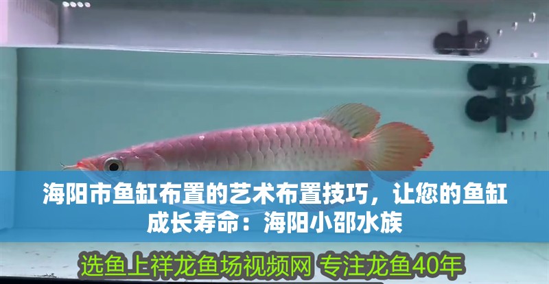 海陽市魚缸布置的藝術布置技巧，讓您的魚缸成長壽命：海陽小邵水族