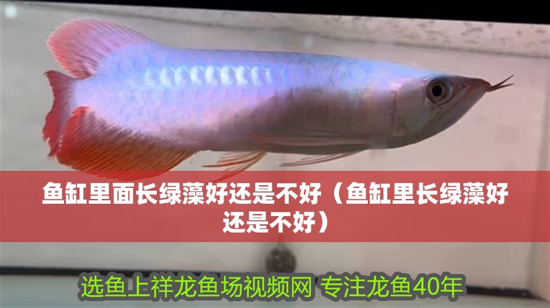 魚缸里面長(zhǎng)綠藻好還是不好（魚缸里長(zhǎng)綠藻好還是不好）
