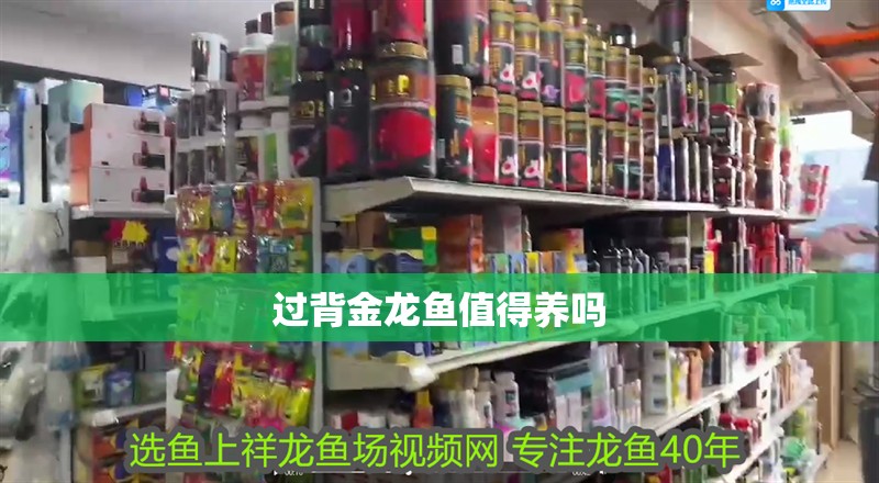 過背金龍魚值得養嗎 過背金龍魚值得養嗎 龍魚論壇
