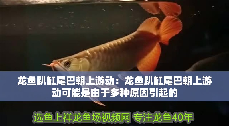龍魚(yú)趴缸尾巴朝上游動(dòng)：龍魚(yú)趴缸尾巴朝上游動(dòng)可能是由于多種原因引起的