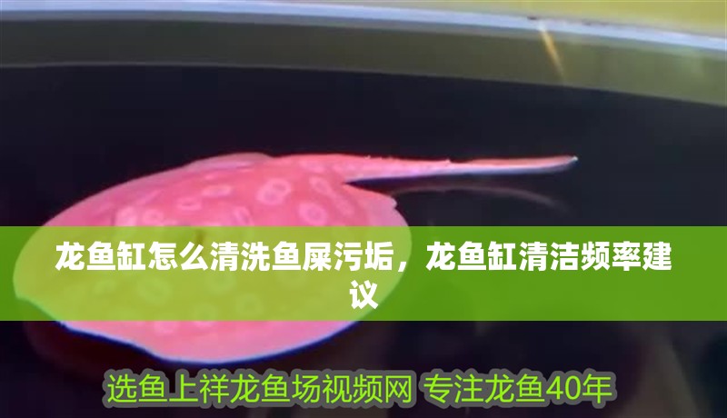 龍魚缸怎么清洗魚屎污垢，龍魚缸清潔頻率建議