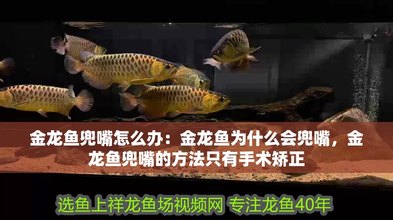 金龍魚兜嘴怎么辦：金龍魚為什么會兜嘴，金龍魚兜嘴的方法只有手術矯正