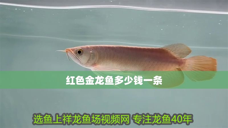 紅色金龍魚多少錢一條