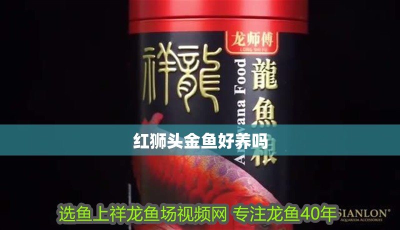 紅獅頭金魚好養(yǎng)嗎