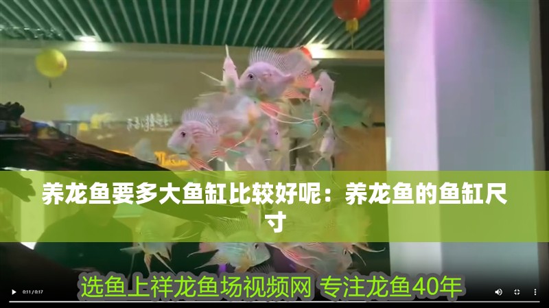養龍魚要多大魚缸比較好呢：養龍魚的魚缸尺寸