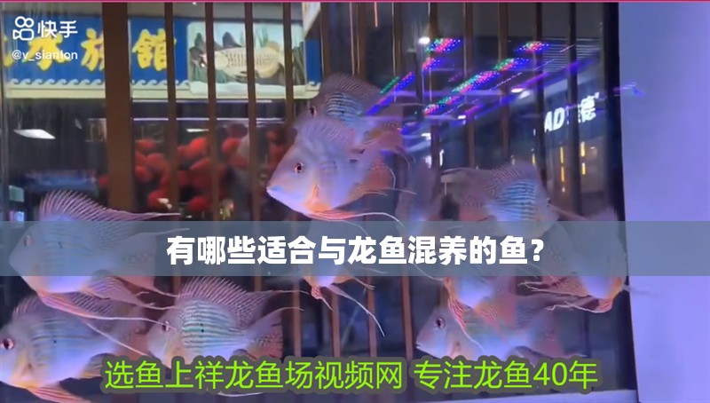 有哪些適合與龍魚混養的魚？