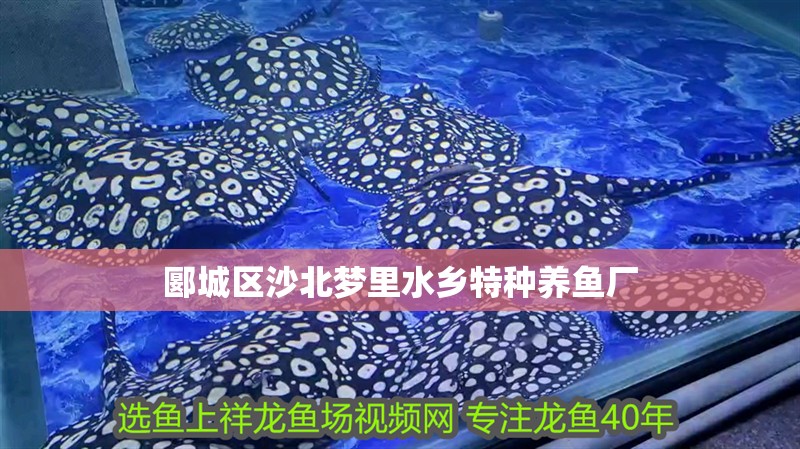 郾城區沙北夢里水鄉特種養魚廠