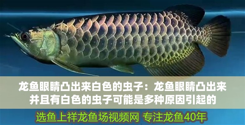 龍魚眼睛凸出來白色的蟲子：龍魚眼睛凸出來并且有白色的蟲子可能是多種原因引起的