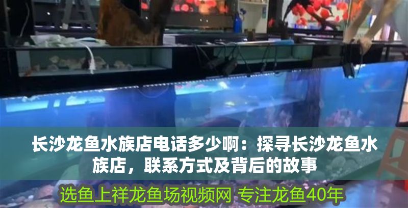 長沙龍魚水族店電話多少啊：探尋長沙龍魚水族店，聯系方式及背后的故事