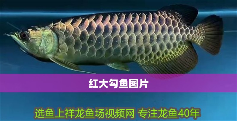 紅大勾魚圖片