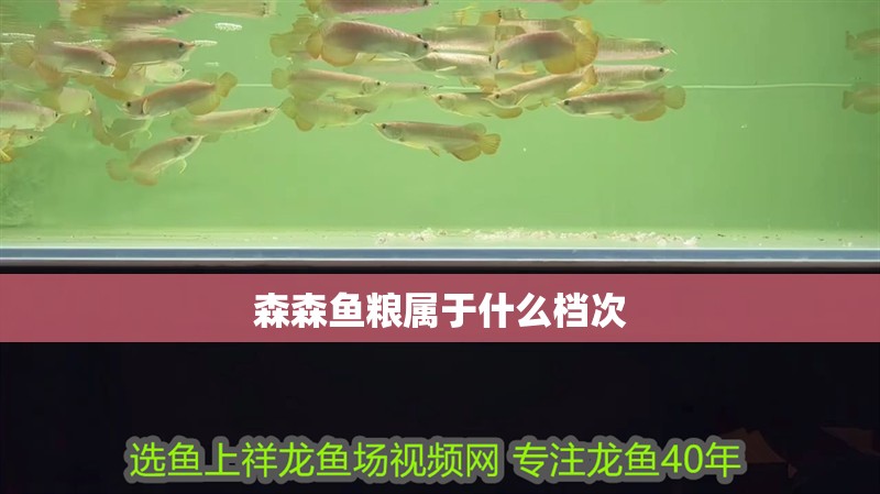 森森魚糧屬于什么檔次