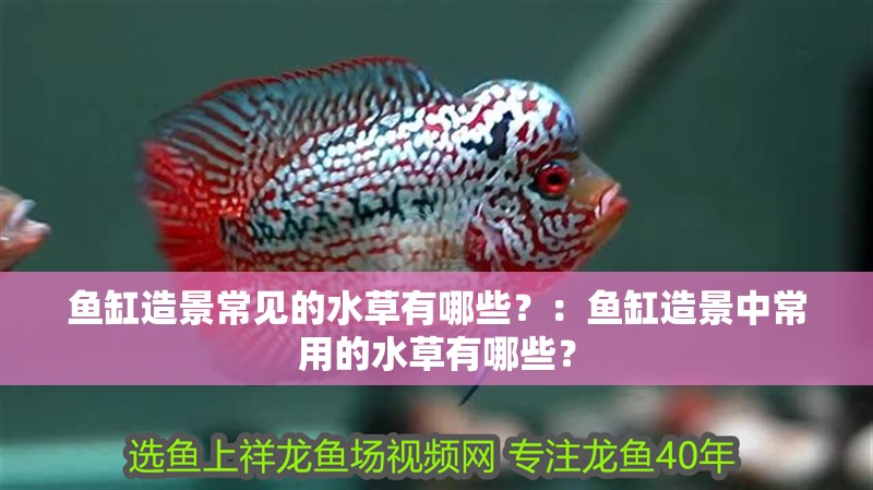 魚缸造景常見的水草有哪些？：魚缸造景中常用的水草有哪些？