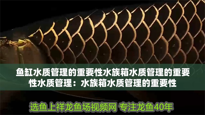 魚缸水質管理的重要性水族箱水質管理的重要性水質管理：水族箱水質管理的重要性