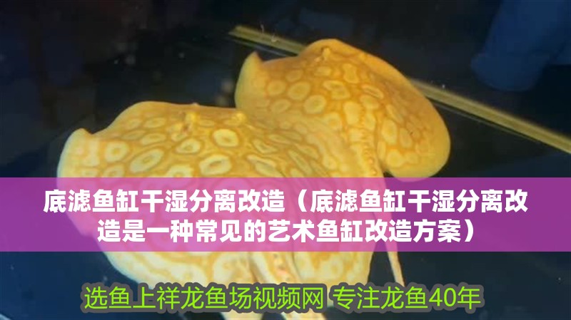 魚缸過濾器選購指南:自制魚缸過濾器魚缸上置過濾器對于養魚愛好者的必備知識 底濾魚缸干濕分離改造(底濾魚缸干濕分離改造是一種常見的藝術魚缸改造方案) 魚缸百科 底濾魚缸干濕分離改造(底濾魚缸干濕分離改造是一種常見的藝術魚缸改造方案) 底濾魚缸干濕分離改造(底濾魚缸干濕分離改造是一種常見的藝術魚缸改造方案) 魚缸百科