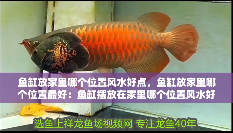 魚缸放家里哪個位置風(fēng)水好點，魚缸放家里哪個位置最好：魚缸擺放在家里哪個位置風(fēng)水好點？