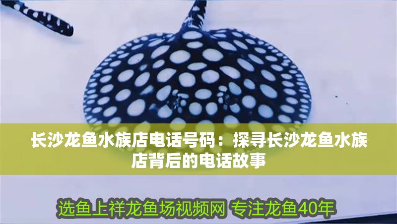 長沙龍魚水族店電話號碼：探尋長沙龍魚水族店背后的電話故事