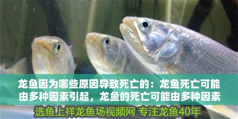 魚缸過濾器選購指南:自制魚缸過濾器魚缸上置過濾器對于養魚愛好者的必備知識 龍魚因為哪些原因導致死亡的:龍魚死亡可能由多種因素引起,龍魚的死亡可能由多種因素引起 龍魚百科 龍魚因為哪些原因導致死亡的:龍魚死亡可能由多種因素引起,龍魚的死亡可能由多種因素引起 龍魚因為哪些原因導致死亡的:龍魚死亡可能由多種因素引起,龍魚的死亡可能由多種因素引起 龍魚百科