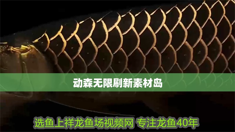 動森無限刷新素材島