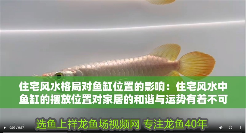 住宅風水格局對魚缸位置的影響：住宅風水中魚缸的擺放位置對家居的和諧與運勢有著不可小覷的作用 住宅風水格局對魚缸位置的影響：住宅風水中魚缸的擺放位置對家居的和諧與運勢有著不可小覷的作用 魚缸百科