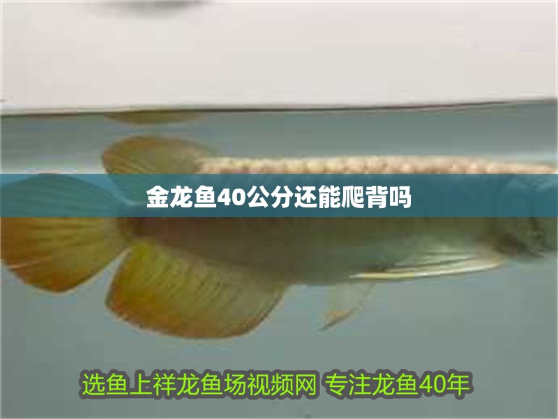 金龍魚40公分還能爬背嗎 金龍魚40公分還能爬背嗎 龍魚論壇