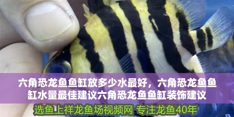 六角恐龍魚魚缸放多少水最好，六角恐龍魚魚缸水量最佳建議六角恐龍魚魚缸裝飾建議
