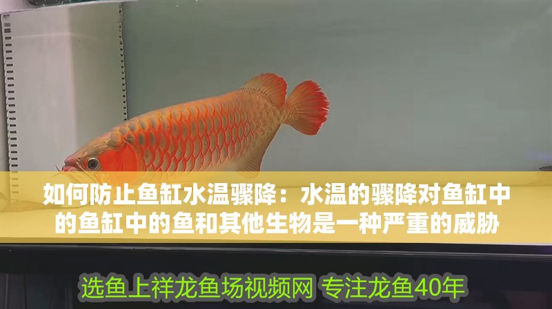如何防止魚缸水溫驟降：水溫的驟降對魚缸中的魚缸中的魚和其他生物是一種嚴重的威脅