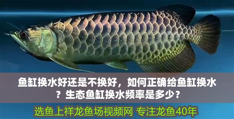 魚缸換水好還是不換好，如何正確給魚缸換水？生態魚缸換水頻率是多少？