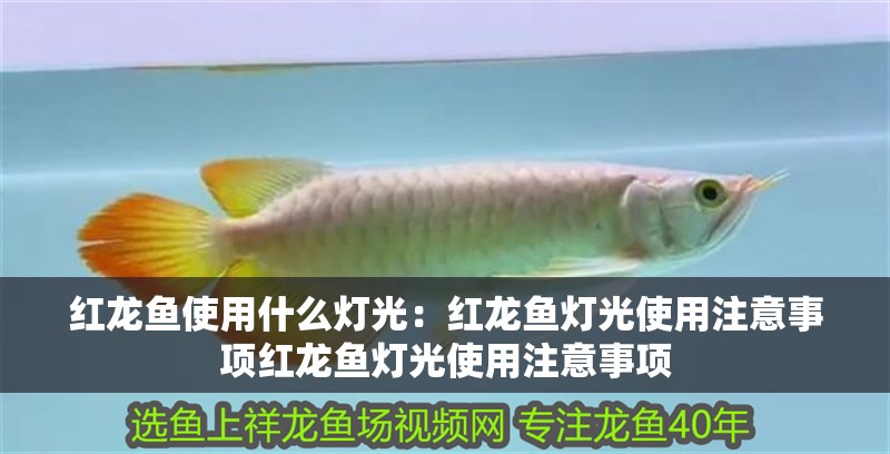 紅龍魚使用什么燈光：紅龍魚燈光使用注意事項(xiàng)紅龍魚燈光使用注意事項(xiàng)