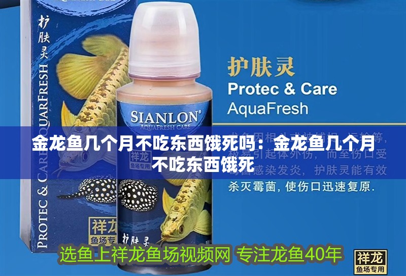 金龍魚幾個月不吃東西餓死嗎：金龍魚幾個月不吃東西餓死