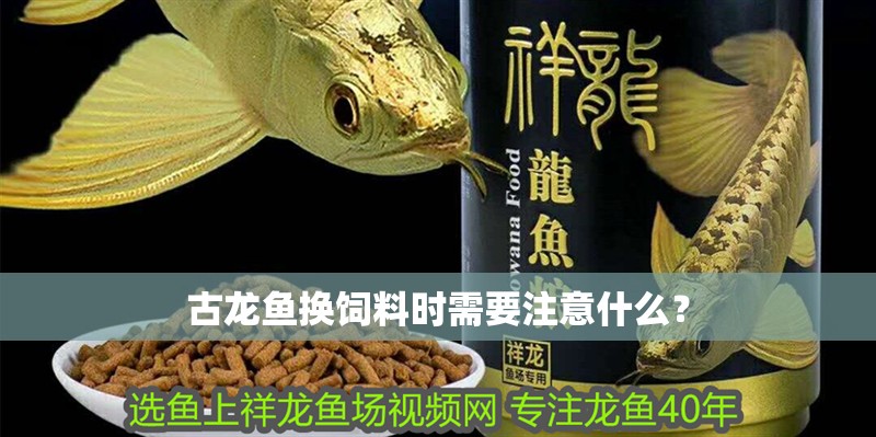 古龍魚換飼料時需要注意什么？