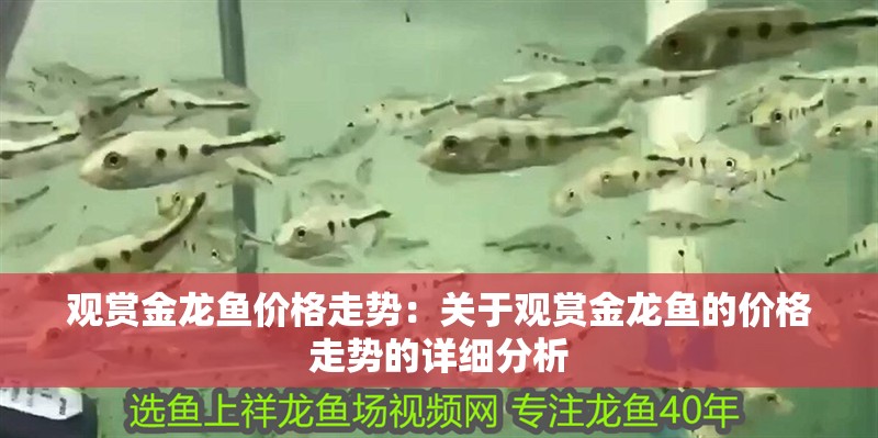 觀賞金龍魚價格走勢：關于觀賞金龍魚的價格走勢的詳細分析