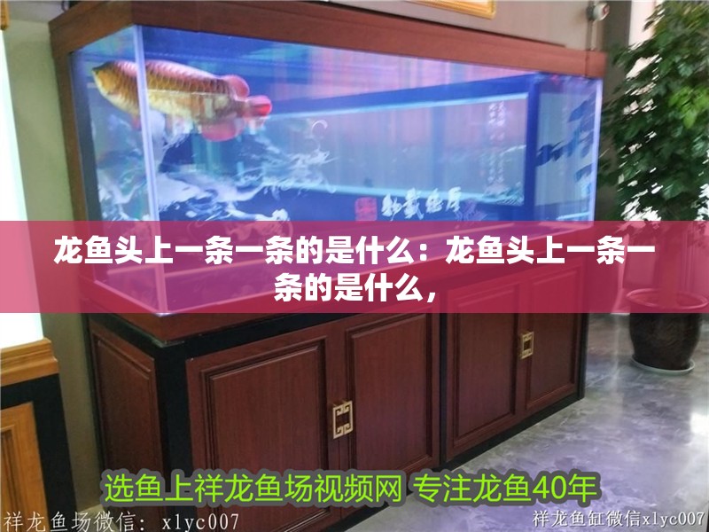 龍魚(yú)頭上一條一條的是什么：龍魚(yú)頭上一條一條的是什么，