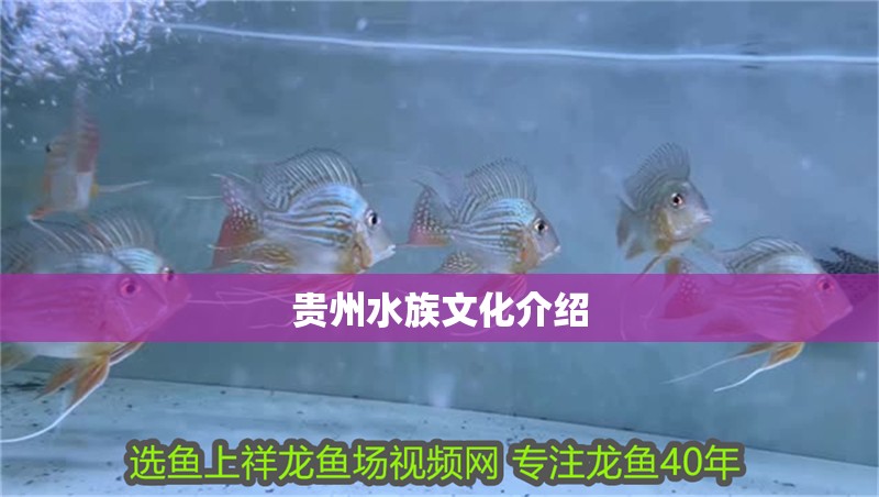 貴州水族文化介紹
