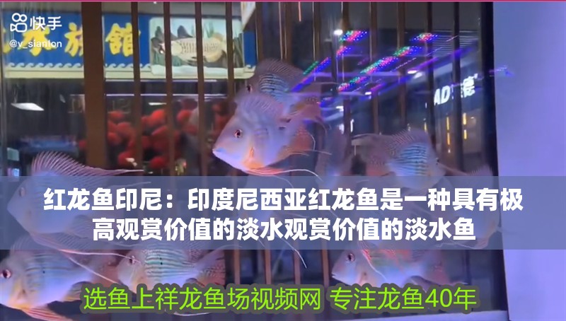 紅龍魚印尼：印度尼西亞紅龍魚是一種具有極高觀賞價值的淡水觀賞價值的淡水魚