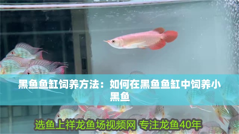 黑魚魚缸飼養方法：如何在黑魚魚缸中飼養小黑魚