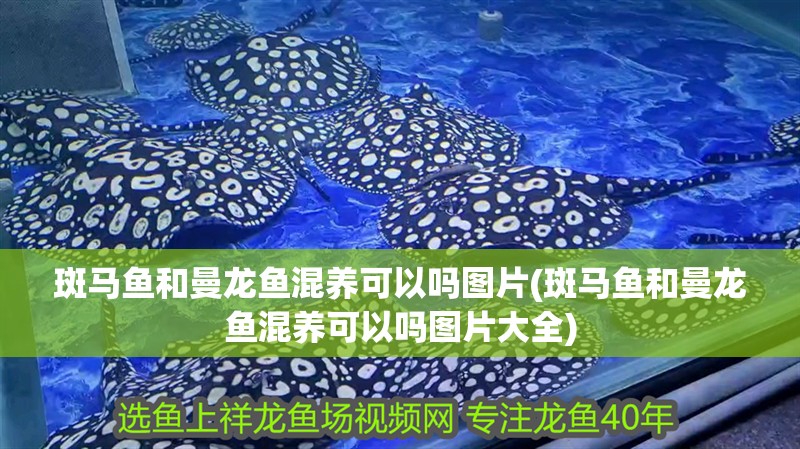 斑馬魚和曼龍魚混養可以嗎圖片(斑馬魚和曼龍魚混養可以嗎圖片大全)