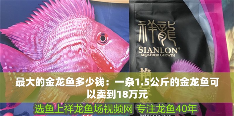 最大的金龍魚多少錢：一條1.5公斤的金龍魚可以賣到18萬元