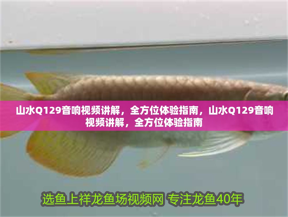 山水Q129音響視頻講解，全方位體驗指南，山水Q129音響視頻講解，全方位體驗指南