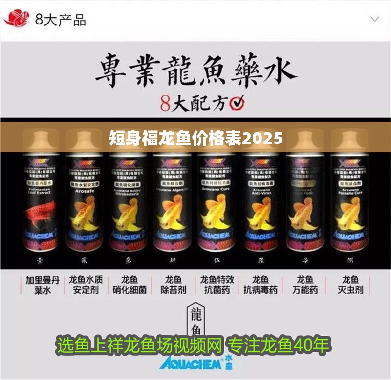 短身福龍魚價格表2025
