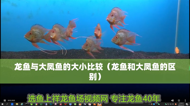 龍魚與大鳳魚的大小比較（龍魚和大鳳魚的區別）