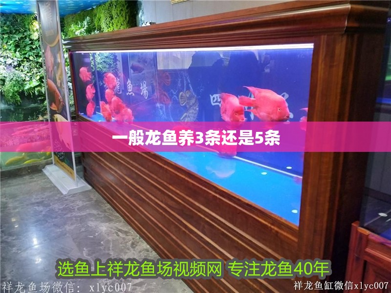 一般龍魚養(yǎng)3條還是5條