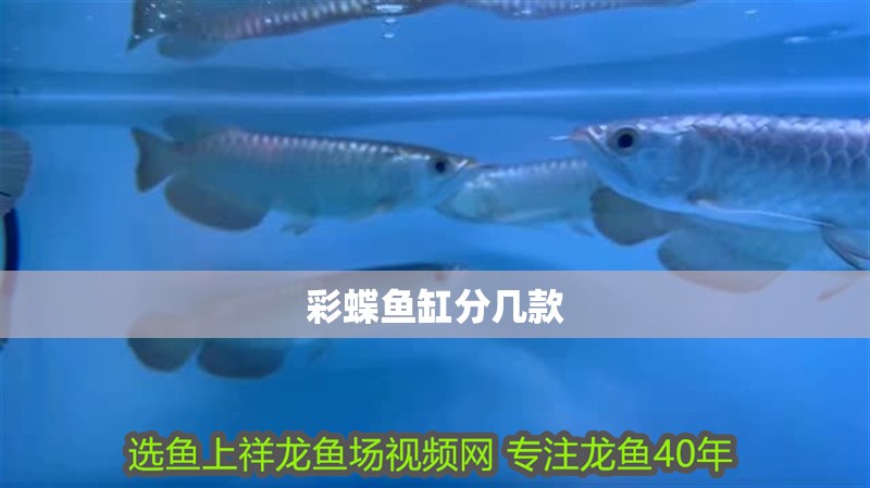 彩蝶魚(yú)缸分幾款