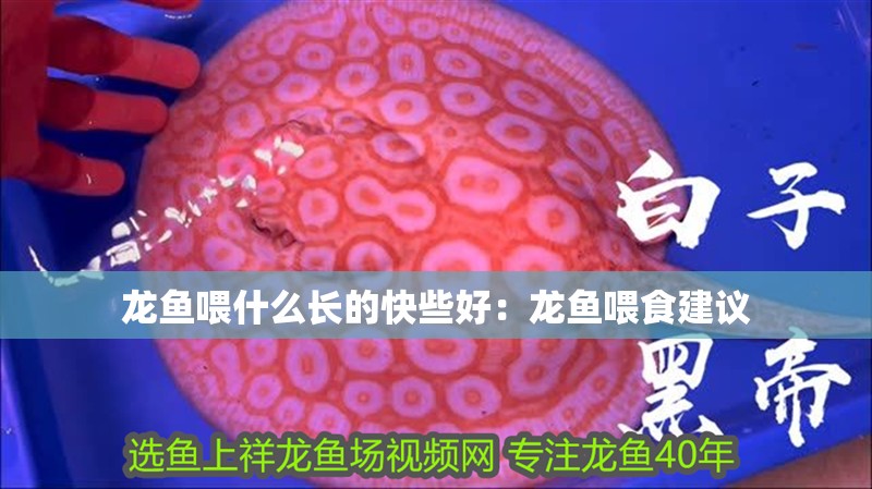 龍魚喂什么長的快些好：龍魚喂食建議