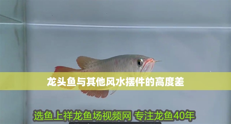 龍頭魚與其他風水擺件的高度差