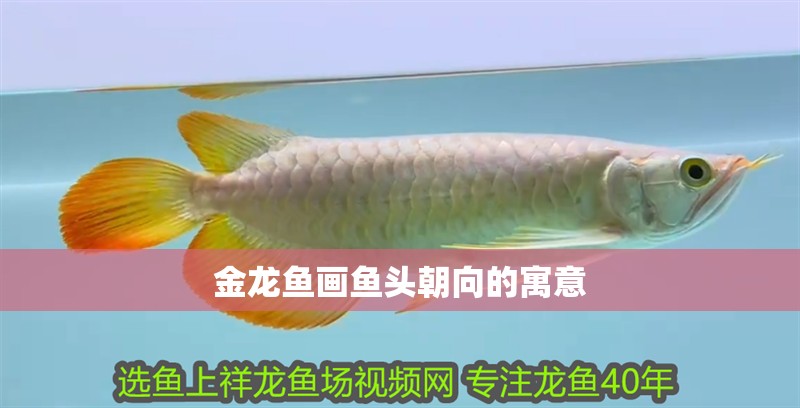 金龍魚畫魚頭朝向的寓意