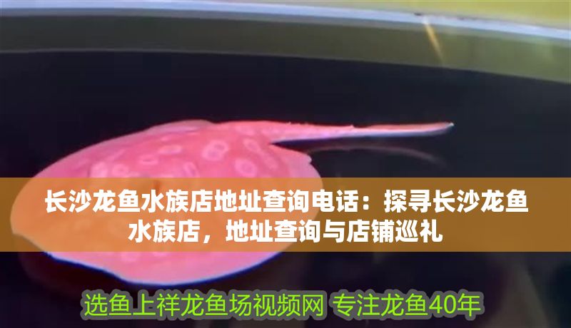 長沙龍魚水族店地址查詢電話：探尋長沙龍魚水族店，地址查詢與店鋪巡禮